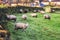 Sheeps Grazing Countryside UK