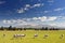 Sheeps grazing on farmland, New Zealand.