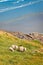 Sheeps grazing in a field near lake Tekapo