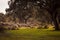 Sheeps grazing in fields of Extremadura, spain