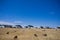 Sheeps Grazing Fields Meadows Kenyan Landscape Nature Grassland In Narok County Kenya East African