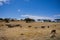 Sheeps Grazing Fields Meadows Kenyan Landscape Nature Grassland In Narok County Kenya East African