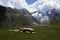 Sheeps grazing the grass on a green mountain meadow.