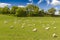 Sheeps grazing in green fields in Orcia Valley, Tuscany, Italy