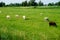 Sheeps are grazing in the meadow in Marken, Amsterdam.