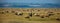 Sheeps grazing on salt marshes of Normandy