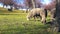 Sheeps grazing on a spring day