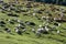 Sheeps grazing in Urkiola natural park, Spain