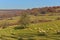 Sheeps  in the green field. Mountains background