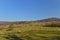 Sheeps  in the green field. Mountains background