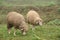 Sheeps on green fields with mist.