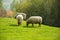 Sheeps on green grass