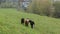 Sheeps on a green grass pasture