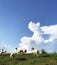 Sheeps in green hight mountain with blue sky beatiful white cloud