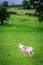 Sheeps on green pasture in District Lake, UK