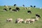 Sheeps in green rural meadow, South Island, New Zealand