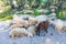 Sheeps on the ground. White and brown sheep. Rocks and grass