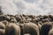 Sheeps group and lambs on a meadow in forest