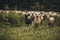 Sheeps group and lambs on a meadow with green grass