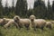 Sheeps group and lambs on a meadow with green grass