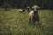 Sheeps group and lambs on a meadow with green grass