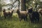 Sheeps group and lambs on a meadow with green grass