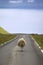 Sheeps always have priority on the Faroe Islands