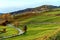 Sheeps on a hill in Viscri