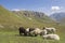 Sheeps in the Hohe Tauern mountains