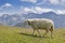 Sheeps in the Hohe Tauern mountains