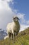 Sheeps in the Hohe Tauern mountains