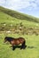 Sheeps and horses in the Pyrenees mountains