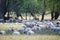 Sheeps and hundred years old oak trees