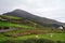 Sheeps, Kerry, Ireland