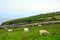 Sheeps, Kerry, Ireland