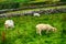 Sheeps, Kerry, Ireland