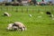 Sheeps and Lambs on Green Pasture
