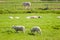 Sheeps and Lambs on Green Pasture