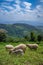 Sheeps, lambs on the mountain farm against green grass fields with blue sky and white clouds. Cheeps on the green grass