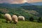 Sheeps, lambs on the mountain farm against green grass fields in sunset. Cheeps on the green grass