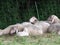 Sheeps laying on a meadow