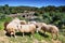 Sheeps looking at me and roman bridge at background