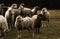 Sheeps at meadow