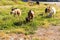 Sheeps in a meadow