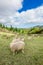 Sheeps in a meadow.