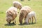 Sheeps in a meadow farm of Thailand