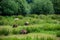 Sheeps in a meadow on green grass. A group of sheeps grazing in a field