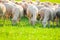 Sheeps in a meadow on green grass at sunset. Portrait of sheep. Flock of sheep grazing in a hill.