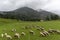 Sheeps on meadow in Jezersko, Slovenia