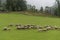 Sheeps on meadow in Jezersko, Slovenia